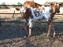 CV Drama Queen Bull