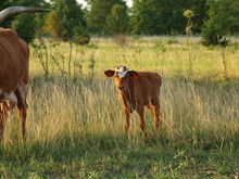 JR Ratchet x Mountain Bull 