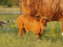 TBA Casanovas Supermax x RJF Timeless Lady Rose