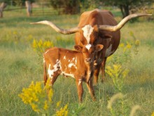 TBA Casanovas Supermax x RRR Miss Mountain