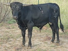BacknBlack 