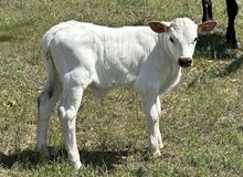 TAMMY'S BULL
