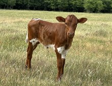 LORETTA'S HEIFER