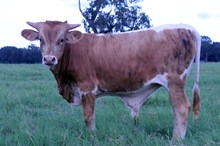 SOVEREIGN RULER  BCR