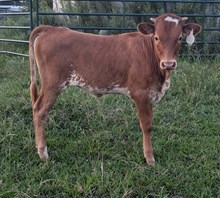 BUTTERFLY X INDIAN MAIDEN HEIFER