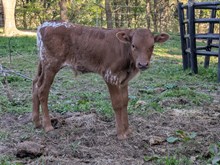 Woody x Cherry bull