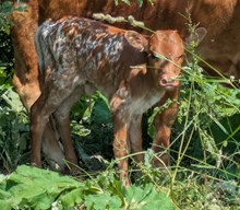 Woody x Jane Heifer