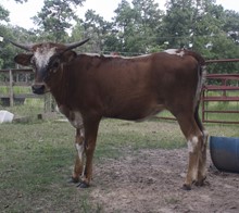 5T's MESQUITES HUNTRESS