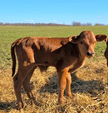 YR Red Rock x A2L Hydro's Cabernet Bull