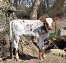 YR Red Rock x A2L Big News' Frostbite Heifer