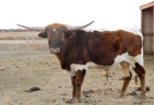 JBR PIONEER