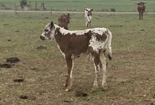 JBR CROSSFIRE X TCR POCODEC TAG 419