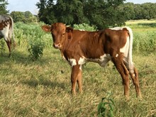 Princess Belle bull calf 619