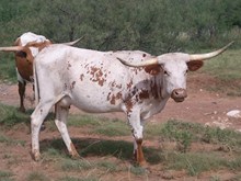 RAF TRAIL'S DELTA TEXAS