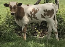 RJL REAL LOVE BULL