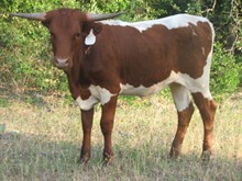RFR KANSAS ANN