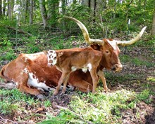 RHF CASANOVA COWBOY X RM LADY LIBERTY