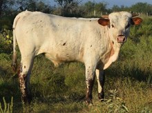 Drag Net x RO Flower Girl bull