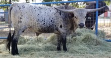 RR Kettle Net