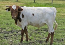 CWR RIO WHISKY X SILENT H OVER TANGO BULL CALF
