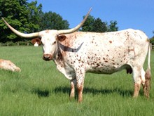 HL RAWHIDE'S BRIDE