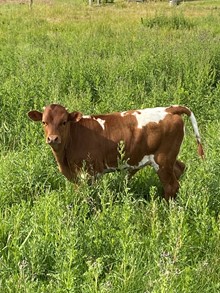 Bullcalf 2