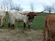 Respect A Bull