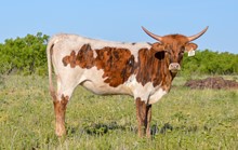 TJD RIO BERTHA CHEX