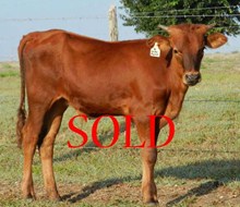 Rio Grande Chex X BL Koko Puff