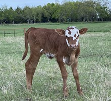 +F Match Made Heifer Baby