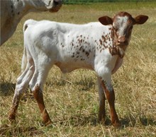 Hubbells Rio Victoria Bull