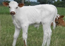 CWR Rio Whiskey x Isatas bull calf