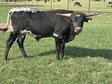 Rio's M&M bull calf