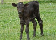 CWR RIO WHISKEY X KC COALETTE BULL CALF