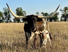 Match x Roo 2021 Bull