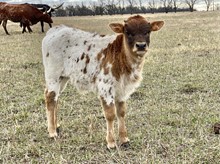 Match x Roo 2020 Bull