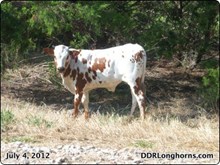 DDR Rosebud's Ranger 12