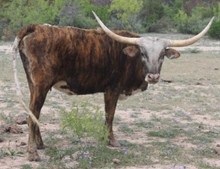 JHCC MESQUITE'S RUBY