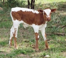 JHCC Ruby Bull Calf
