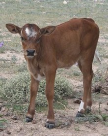 JHCC MESQUITE'S RUBY HEIFER