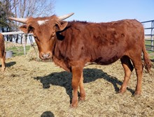 Rushmore x Cinnamon Sprinkled Butter Heifer