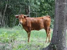 SHR Cinnamon