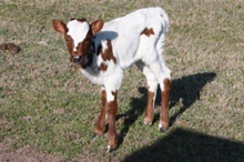SHR Wow's Cocoa Chanel