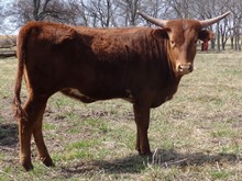 MTR SMOOTH DIXIE 34/17