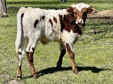 SR Clout's Rowdy VE bull calf 103124