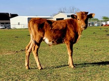 STEER 11/21