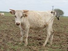 IM STEER 4/17