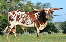 ST Vaquero