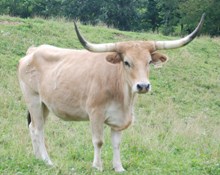 SUPER BUTTERSCOTCH