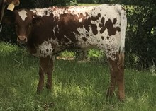 EOT SUPER CANDICE BULL